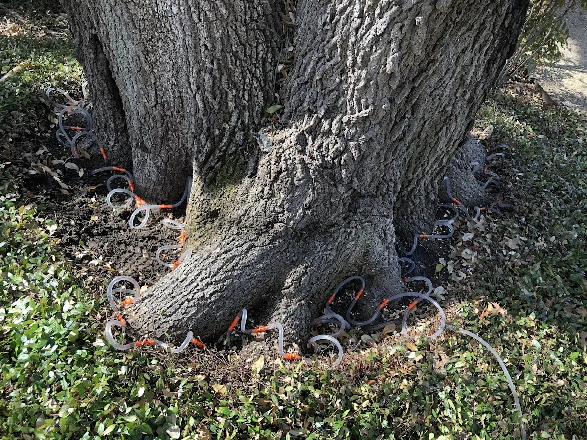 Detailed Tree Cabling and Bracing job site in Green River