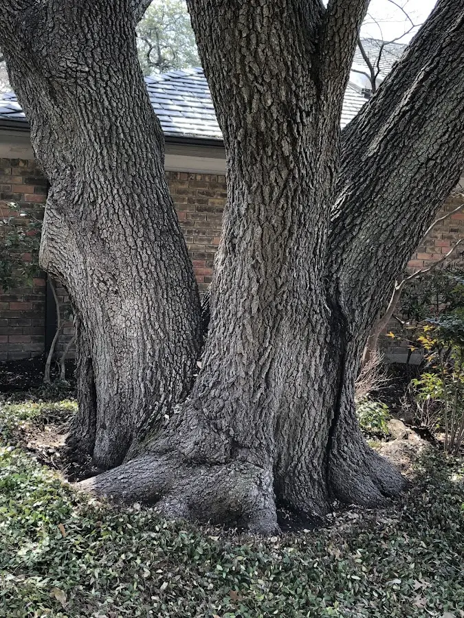 Mature heritage tree close to a Green River property cared for by certified arborists
